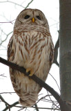 Barred Owl
