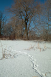 Muskrat Trail