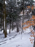 Winter Woods