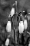 Snowdrops