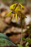 Trout Lily