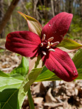 Trillium #2