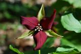 Red Trillium