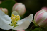 May Flower