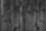 Web
