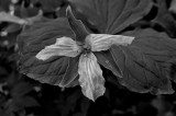 Trillium