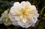 Rain/Rose #1