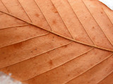 Leaf #1