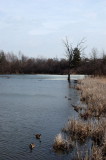 MacKenzie Wetland