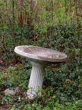 Bird Bath