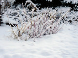 snowy dogwood 2.jpg