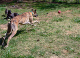 pip chases ball.jpg