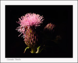 Canada Thistle