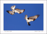 The Osprey Fight