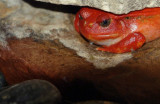 tomato-frog1_edit.jpg