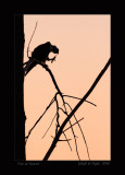 Tree at Sunset