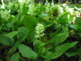 Close-up of Wild-Lily-of-the-Valley