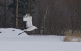 Hokkaido 北海道 - 阿寒国際ツルセンター Akan International Crane Center - Red-crowned Crane (Grus japonensis)