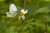 Hong Kong 香港 - 鳳園 Fung Yuen - 東方菜粉蝶 Pieris canidia canidia