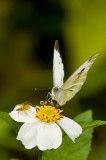 Hong Kong 香港 - 鳳園 Fung Yuen - 東方菜粉蝶 Pieris canidia canidia
