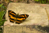 Hong Kong 香港 - 鳳園 Fung Yuen - 散紋盛蛺蝶 Symbrenthia lilaea lunica