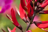 Hong Kong 香港 - 維園花展 Victoria Park Flower Fest