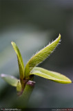 Hangzhou 杭州 - 龍井茶葉 Long Jing Tea Leaves