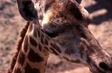 Giraffe-Wild Animal Park-1.jpg