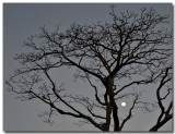 tree & moon...