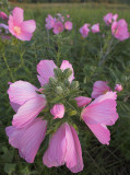 Swamp Mallow