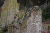 December : Frosted Ivy on Broken Stone