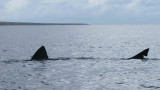 Basking Shark .jpg