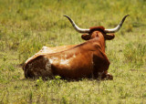 Texas longhorn