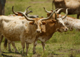 Texas longhorns