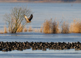 Common Buzzard & Coots