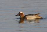 Garganey - rta