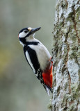 Större Hackspett - Great Spotted Woodpecker
