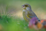 Grnfink - European Greenfinch