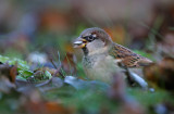 House Sparrow - Grsparv