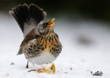 Björktrast - Fieldfare