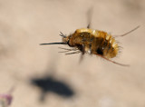 Stor svvfluga (Bombylius major)