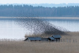 European Starling