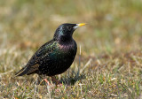 European Starling