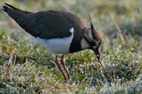 Northern Lapwing