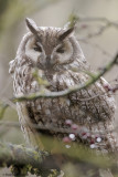 Gufo comune (Long-eared owl)_7701.jpg