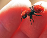 Velvet Ant