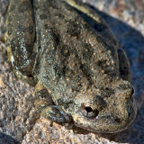 California Tree Frog