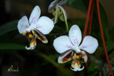 Phalaenopsis stuartiana