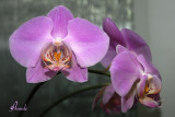 Phalaenopsis NoID