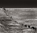 The Walk